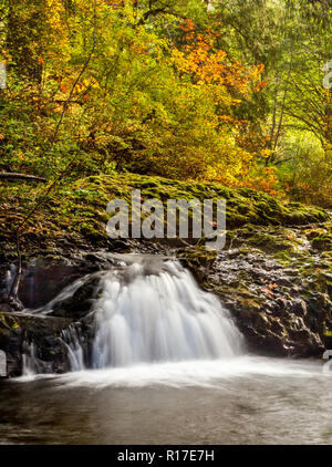 Une petite cascade qui coule dans la région de Silver Falls State Park à l'automne, de l'Oregon, USA Banque D'Images