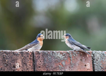 Bienvenue juvénile hirondelle rustique (Hirundo neoxena neoxena) 'course' Banque D'Images