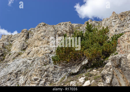 La montagne solitaire (Pinus mugo pine) sur les roches calcaires en haute montagne. Concept de la solitude. Banque D'Images