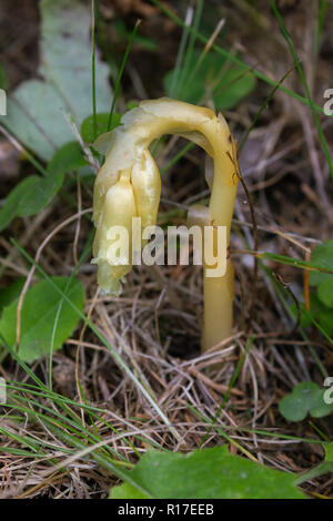 Monotropa fleurs alpestres hypophegea, vallée d'aoste, Italie. Banque D'Images