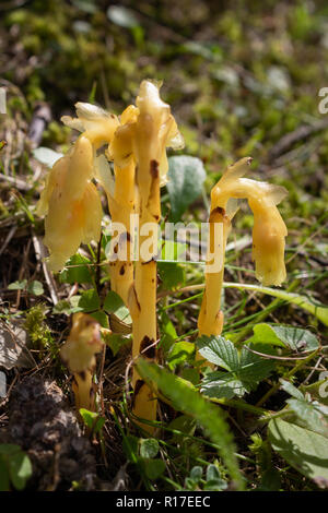 Monotropa fleurs alpestres en hypophegea rétroéclairé, vallée d'aoste, Italie. Banque D'Images