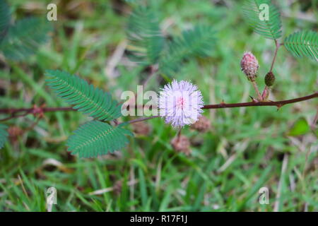 Fleur de Mimosa pudica plante timide de nature magnifique Banque D'Images