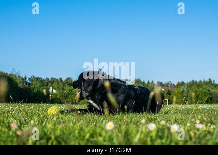 Farniente au soleil le chien après une course intensive Banque D'Images