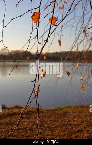 Dernières feuilles sur les branches d'arbres à la fin de l'automne Banque D'Images