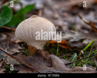 Les jeunes, de champignons poussant dans Lycoperdon perlatum le bois de chêne. Banque D'Images