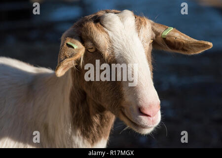 La chèvre Boer nounou avec les marques auriculaires, les descendants de chèvres laitières maintenu à un animal, Berkshire, Février Banque D'Images