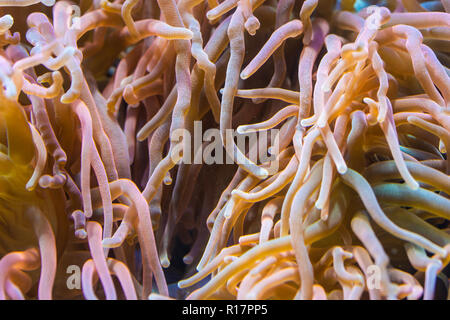 Anemone Heteractis magnifica, couleur pâle Anémone tentacule Banque D'Images