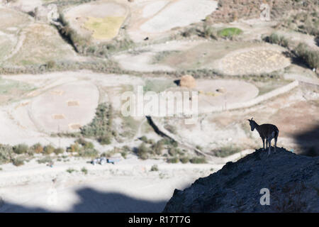 Le bharal (connue aussi sous le nom de mouton) et de champs de Stongdey village (en arrière-plan), le Zanskar, Inde Banque D'Images