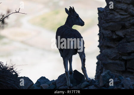 Le bharal (également connu sous le nom de blue sheep) près de Stongdey Monastère (également connu sous le nom de Stongde, Stongday, Thongde, Tonday ou Thonde), Zanskar, Inde Banque D'Images