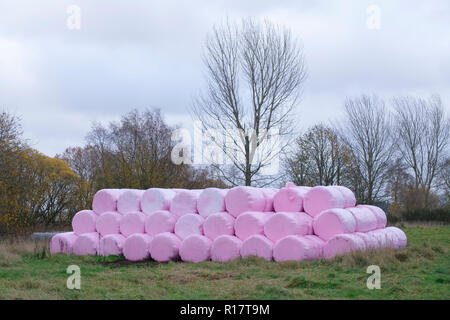 Sacs en plastique rose de récolte de foin balles roula et enveloppés par les agriculteurs pour la récolte à la ferme Banque D'Images