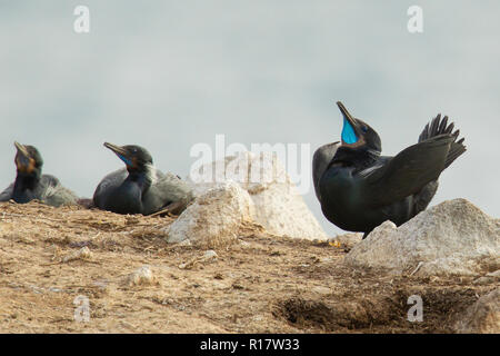 Colonie de Brandt's cormorans (Phalacrocorax penicillatus) se sont réunis pour s'accoupler et nicher application Banque D'Images