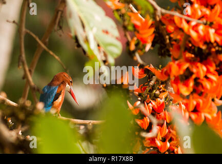 White-throated kingfisher Sadagola Machranga appelé localement. Dhaka, Bangladesh. Banque D'Images