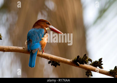 White-throated kingfisher Sadagola Machranga appelé localement. Dhaka, Bangladesh. Banque D'Images