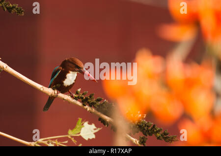 White-throated kingfisher Sadagola Machranga appelé localement. Dhaka, Bangladesh. Banque D'Images