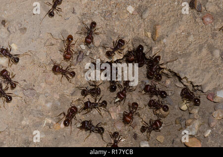 Les fourmis moissonneuses rouge, Pogonomyrmex barbatus Banque D'Images