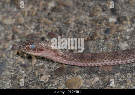 Western Coachwhip, Coluber flagellum, dans l'état de mue Banque D'Images