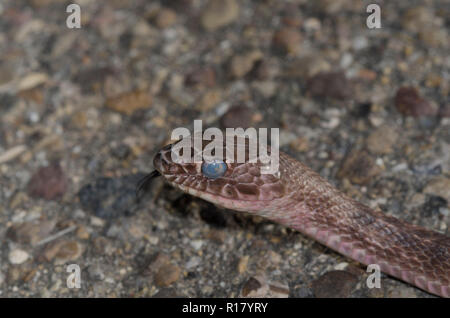 Western Coachwhip, Coluber flagellum, dans l'état de mue d'effleurement de la langue Banque D'Images