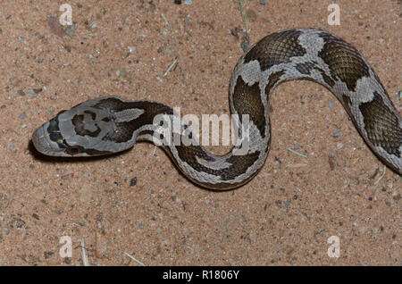 Couleuvre obscure, Pantherophis obsoletus, jeune individu Banque D'Images