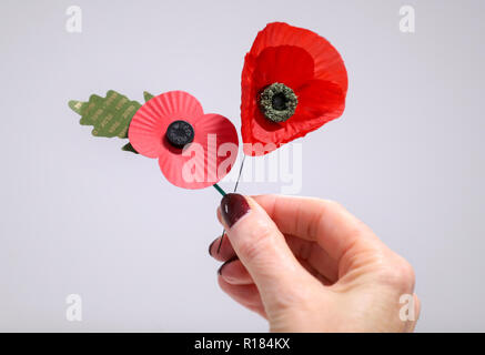 Royal British Legion un employé détient un coquelicot d'aujourd'hui (à gauche) à côté d'un pavot daterait d'avant la Seconde Guerre mondiale, après un fort des coquelicots ont été trouvés dans une vieille valise à Cardiff une semaine avant l'Armistice. Banque D'Images