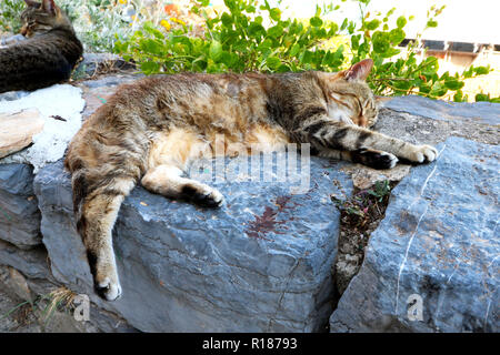 Lazy cat sleeping in Cinque Terre Banque D'Images