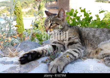 Lazy cat sleeping in Cinque Terre Banque D'Images