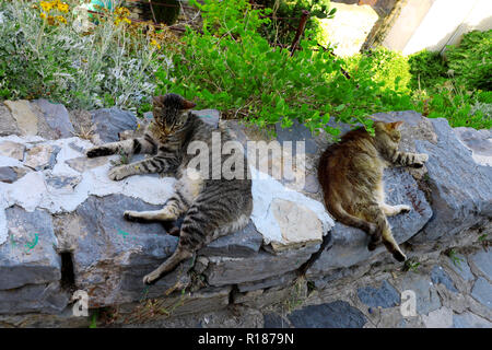 Lazy cat sleeping in Cinque Terre Banque D'Images