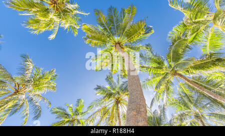 Concept d'arrière-plan d'arbres tropicaux. La nature tropicale paisible, le calme et l'inspiration concept Banque D'Images
