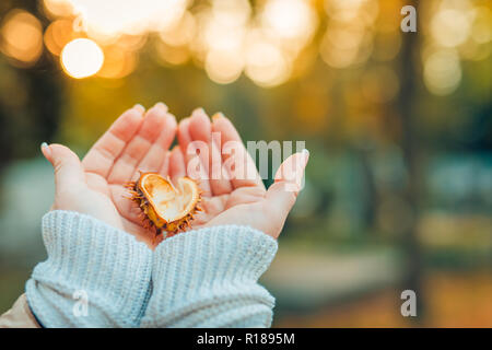 Beauty woman hands holding chestnut avec les feuilles d'automne arrière-plan. Photo Gros plan Banque D'Images