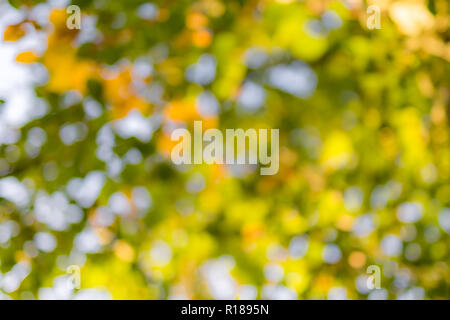 Arrière-plan flou vert naturel à la lumière du soleil, résumé de bokeh rond vert feuilles, arrière-plan flou Banque D'Images