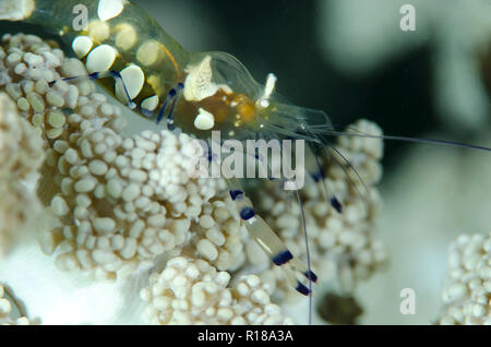 Queue de paon, crevette Periclimenes brevicarpalis anémone, sur l'envers les méduses, Cassiopée, andromède site Jahir, Lembeh, Sulawesi, Indonésie Banque D'Images