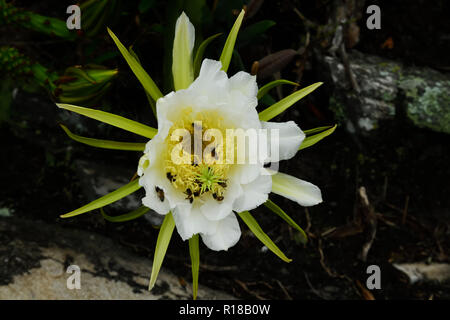 Abeilles sur Fleur de cactus au Brésil Banque D'Images