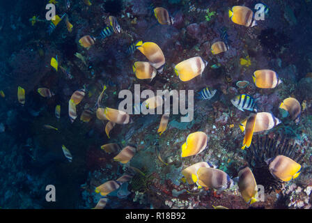 École de butterflyfish à Blacklip, Chaetodon kleinii, se nourrissant du sergent Indo-Pacific, Abubefduf vaigiensis, oeufs, fenêtre d'Ange, Lembeh,Indonésie Banque D'Images