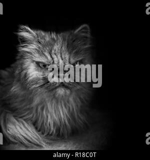 Jeune chat persan à la colère - portrait noir et blanc. Banque D'Images