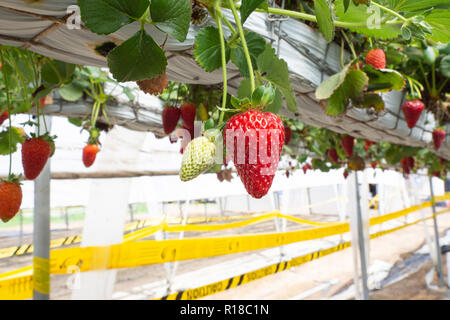 Fraises fraîches qui sont cultivées en serre Banque D'Images