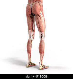 Précis de médecine illustration de la musculature de jambe 3D render sur blanc Banque D'Images