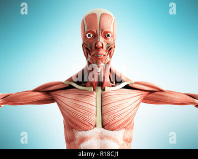 Anatomie du muscle humain 3D render sur avant bleu Banque D'Images