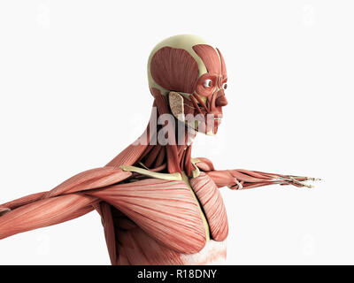 Anatomie du muscle humain 3D render sur blanc Banque D'Images