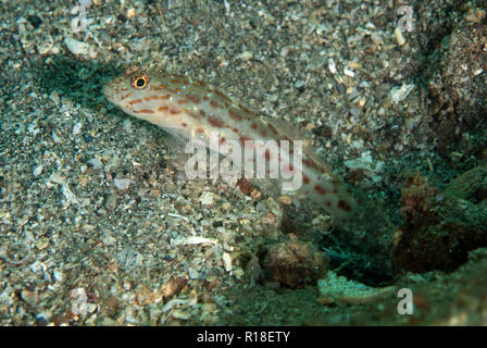 Shrimpgoby Silverspot, Ctenogobiops maculosus, à l'entrée du trou sur le sable, pente, Makawide site de plongée Détroit de Lembeh, Sulawesi, Indonésie Banque D'Images