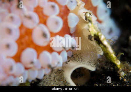 Slug parapluie, Umbralulum umbralulum, avec œufs, sur le sable noir de la plongée de nuit, plongée de nuit, site de plongée TK1, Straits Lembeh, Sulawesi,Indonésie Banque D'Images