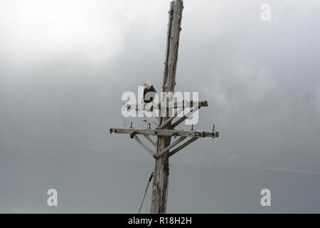 Un pygargue perchée sur un vieux poteau d'électricité au-dessus de la mer de Béring et la ville de Dutch Harbor, l'île Unalaska, Alaska, USA. Banque D'Images