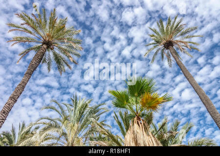 Espagne, Elche, palmiers ciel bleu et nuages lieu touristique célèbre, vue de dessous palmeral Banque D'Images