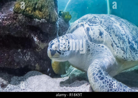 Sea life marine magnifique portrait d'un green ou tortue caouanne natation in close up Banque D'Images