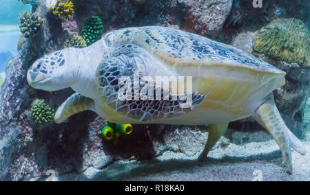 Belle et grande piscine verte ou tortue par un gros plan sur la mer marine life portrait animal Banque D'Images