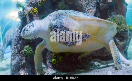 Vert énorme tortue caouanne ou nager dans l'océan d'une mer libre de la vie marine portrait animal Banque D'Images