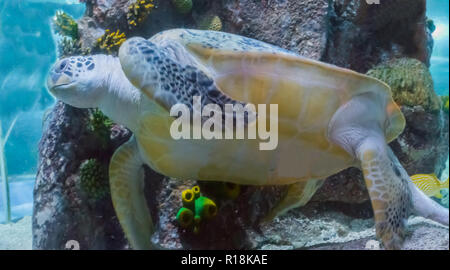 Incroyable et grand livre vert ou pies de rares tortues de mer nager dans l'océan un animal marin sea life portrait Banque D'Images