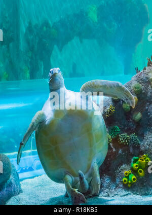 Belle à couper le souffle ou vert tortue caouanne montrant de son bas ventre et la natation d'une sea life marine portrait animal Banque D'Images