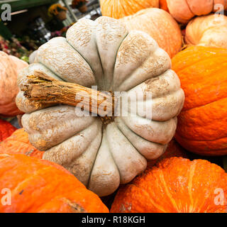 Nous savons que l'automne est ici lorsque affiche plein de citrouilles et courges présentent au marché trh Banque D'Images