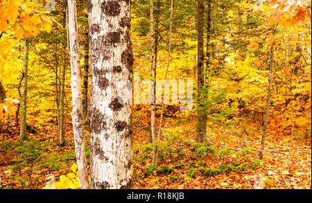 Un seul arbre à écorce blanche se détache sur feuilles jaune vif prêt à l'automne l'hiver Banque D'Images