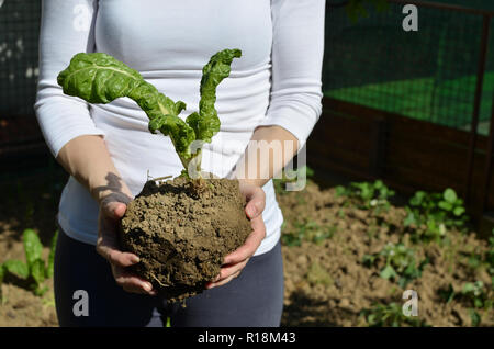 Woman holding plant mangold dans un jardin au printemps Banque D'Images