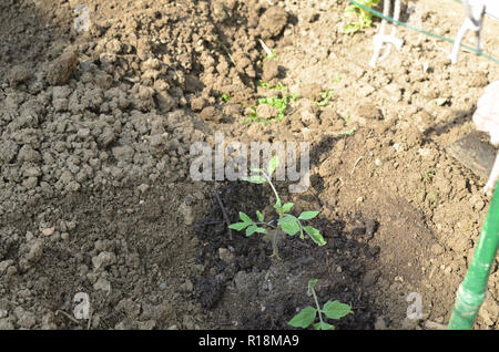 Rangée de planté des semis de tomate dans un jardin au printemps Banque D'Images